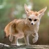 Profilbild von Desert Fennec
