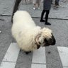 草莓族 的头像