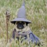 панкрок середнього віку's profile picture