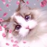 Profilbild von おだんご