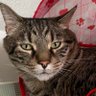 Kobe the Cat profil fotoğrafı