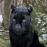 Profilbild von Rod