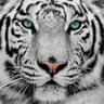 White Tiger Стратегия profil fotoğrafı