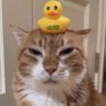 Profilbild von Cam