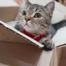 Tangocat's profile picture