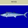 Scomberomorus niphonius🐟🌏💚🩷 profil fotoğrafı