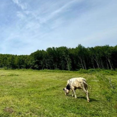Wild Welling’s Homestead's profile picture