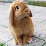 Boople Snoot's profile picture