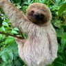 Dᴏᴡɴ₿ᴀᴅ's profile picture