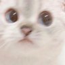 bang Rifan's profile picture