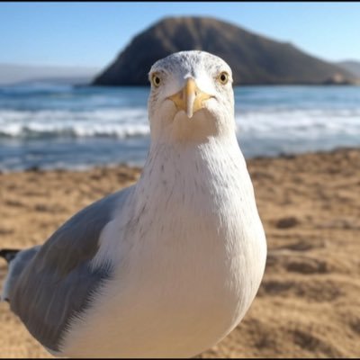 Gaviota's profile picture