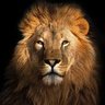 HaShofar - השופר's profile picture