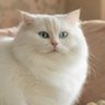 タニーロ's profile picture