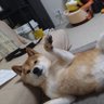 saku's profile picture