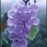 Фото профиля Norise Anderson