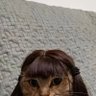 Profilbild von Local Stray