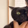 Фото профиля くろいねこ