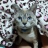 かこ profil fotoğrafı