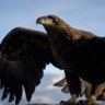 Eagle 的头像