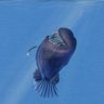 $AnglerFish's profile picture