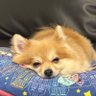 Profilbild von ちぃ冬眠モード😴