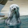 ラッコ profil fotoğrafı