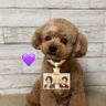 ちなこ profil fotoğrafı