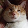 Profilbild von にゃん太