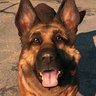 Dogmeat's profile picture