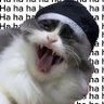 Sapi's profile picture