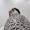 Фото профиля ABDULLAH bin FAISAL