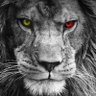 Oguz Akkus's profile picture