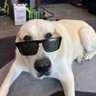 Steven Lara's profile picture