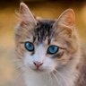Фото профиля bluesadeyescat