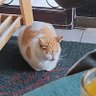 Vanhaussen25's profile picture