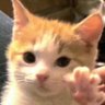 小猫 的头像
