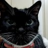 Profilbild von かわうそねこ
