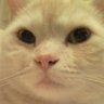 Profilbild von スコッチ