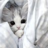 마유 (まゆ) 的头像
