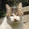 Profilbild von サト