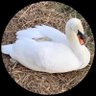 【公式】モロロン🦢🌹 的头像