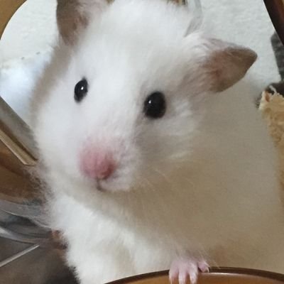 patriotg652587's profile picture