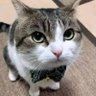 silly cat guy profil fotoğrafı
