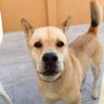 Pili profil fotoğrafı
