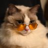 Profilbild von しゃるどねこ