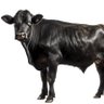 Profilbild von NIGGA MOO