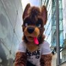 Фото профиля Diesel Doberman ➡️ Doggy Weekend