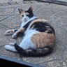 Profilbild von 黒猫