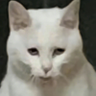 Anton Mosin's profile picture