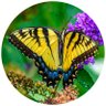 Joanne's profile picture